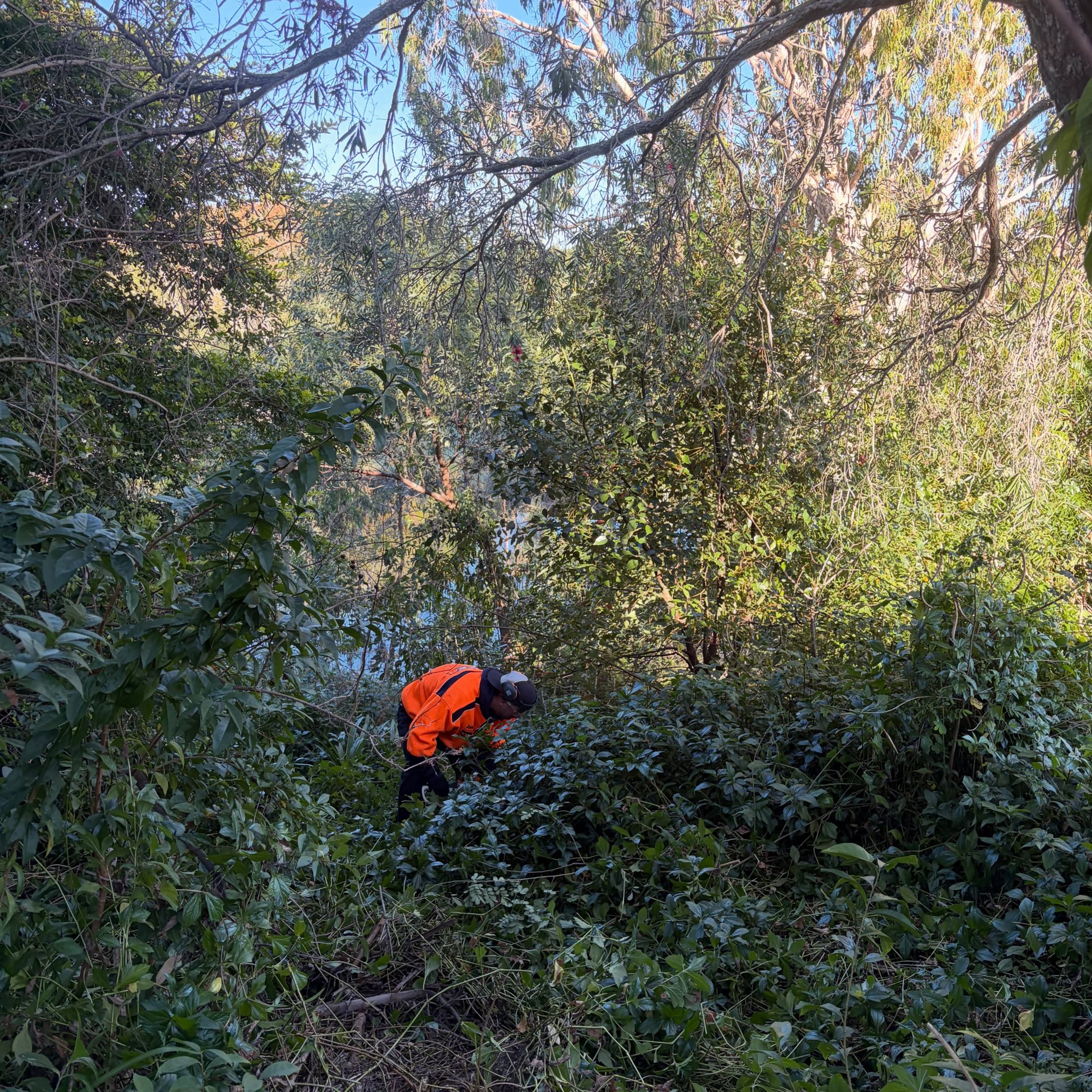 Worker in hi-vis clearing thick overgrown scrub