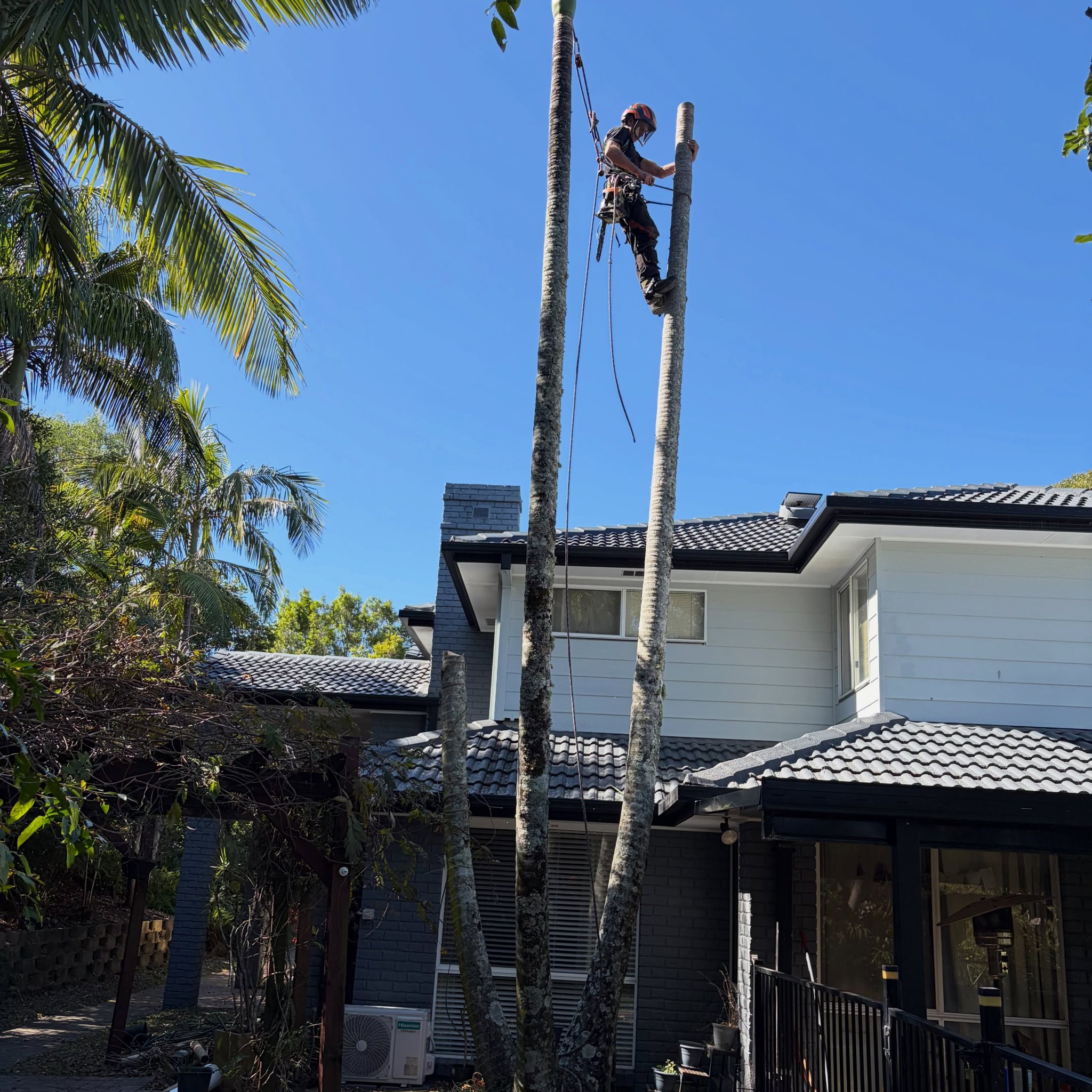 Climber roped in at the top of a tall palm trunk beside a two-storey house