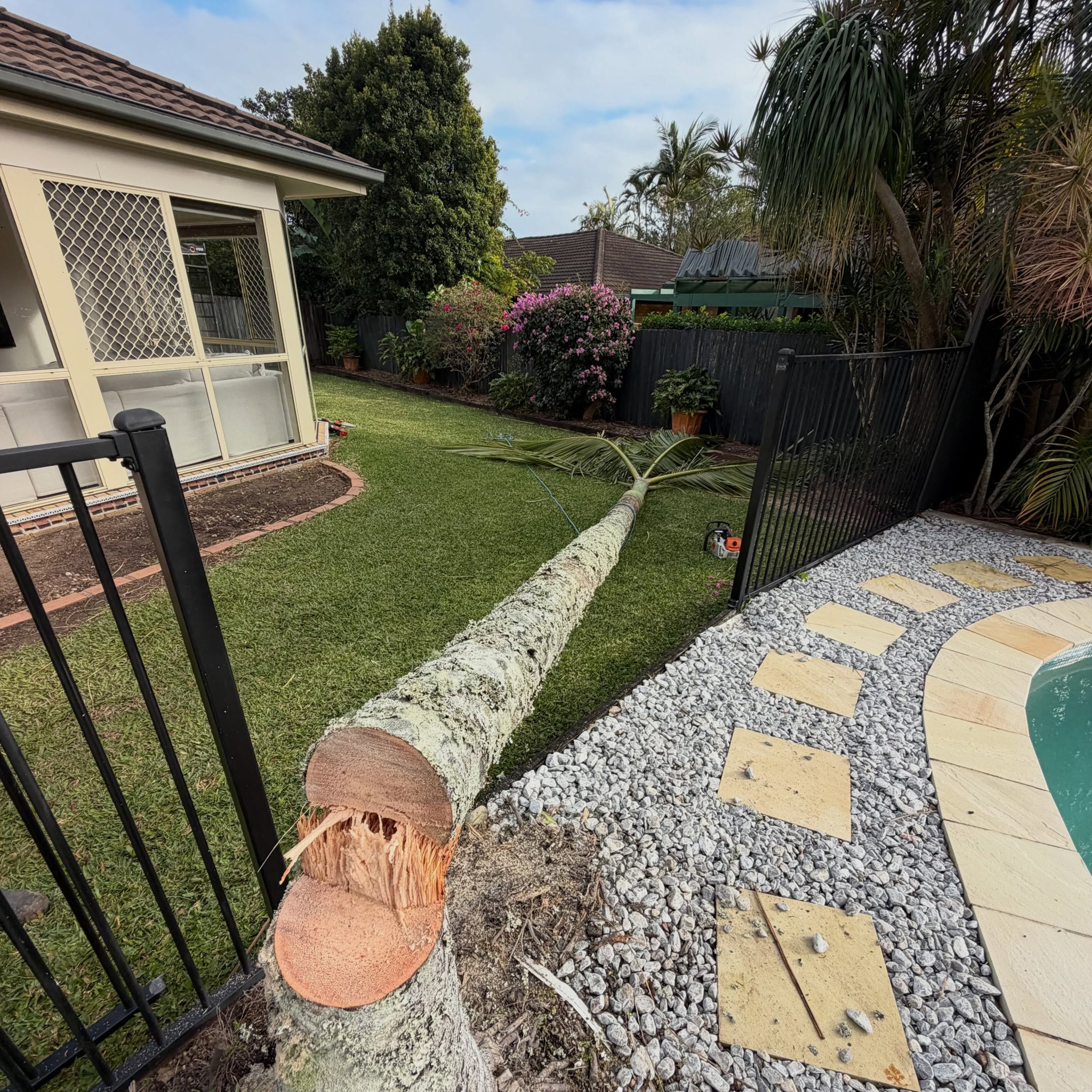 A felled palm trunk laid neatly along the lawn between a pool fence and the house