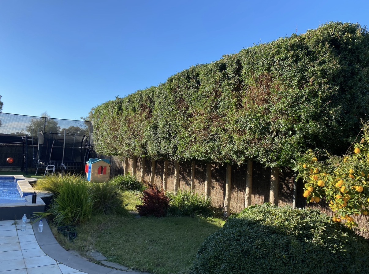 Tall, freshly trimmed hedge along a backyard pool fence