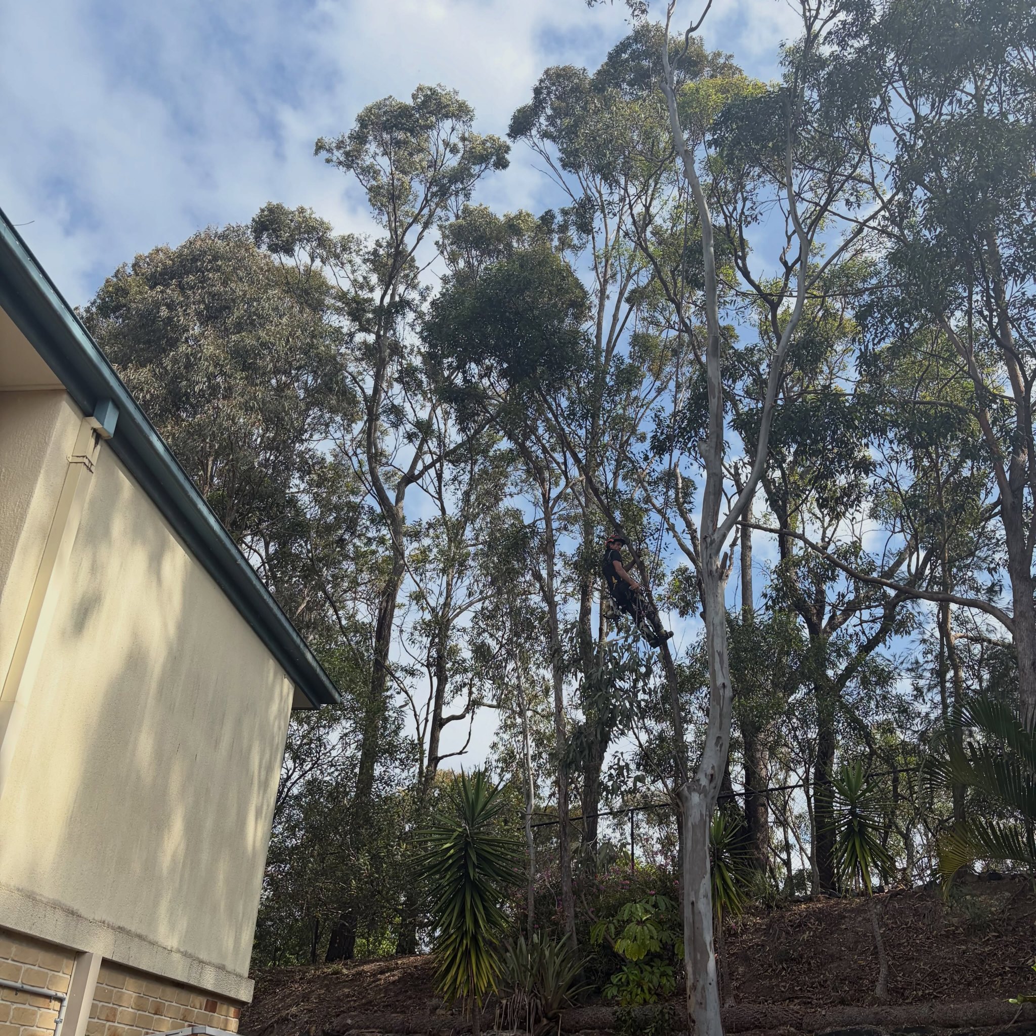 Climber working high in a stand of tall gum trees beside a house