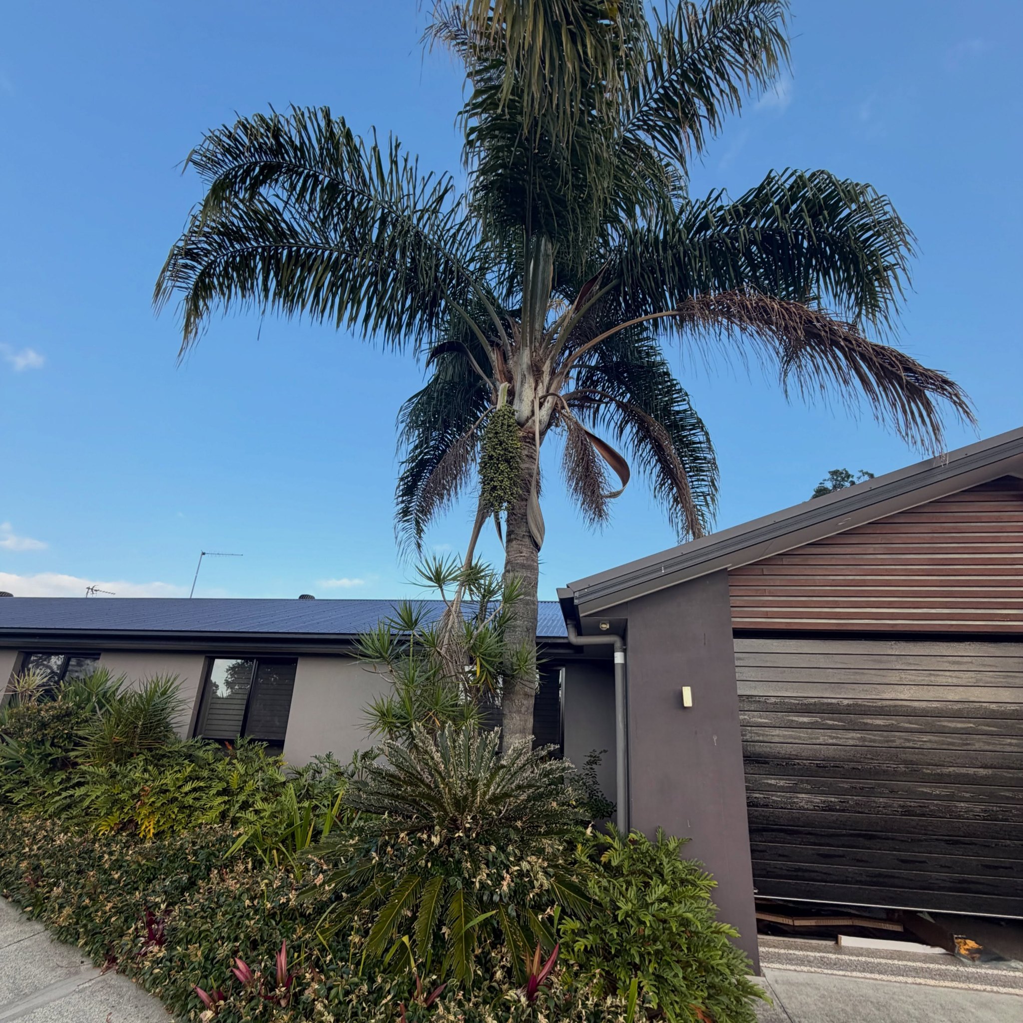Before: a tall palm towering over the front of the house